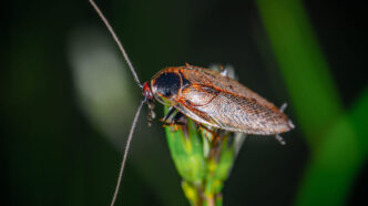 Barata