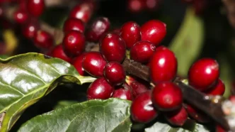 grãos de café