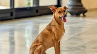 cachorro caramelo