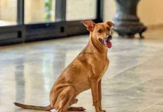 cachorro caramelo