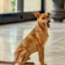 cachorro caramelo